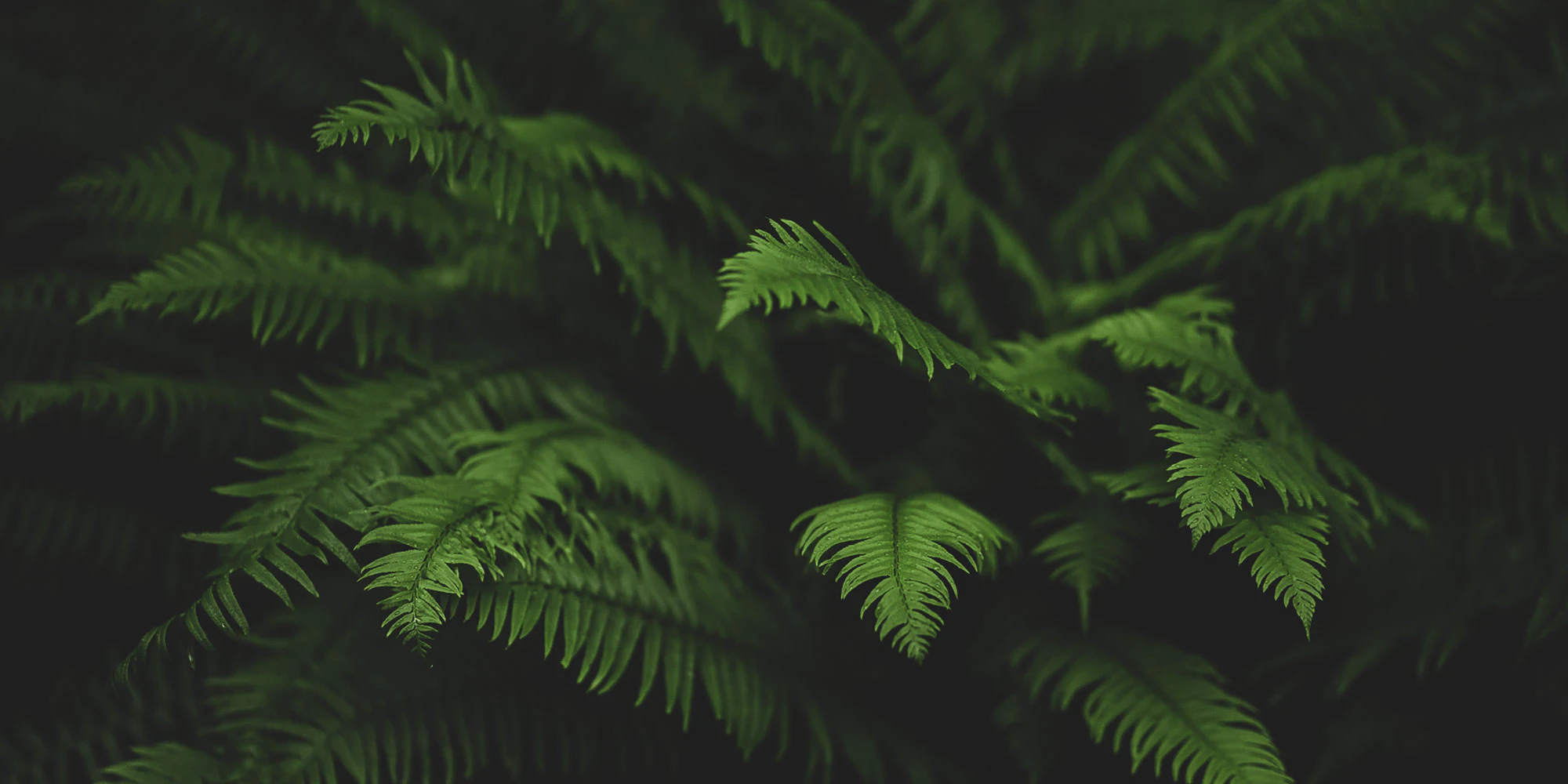 S21 - Gift Guide Banner Staff Picks Womens